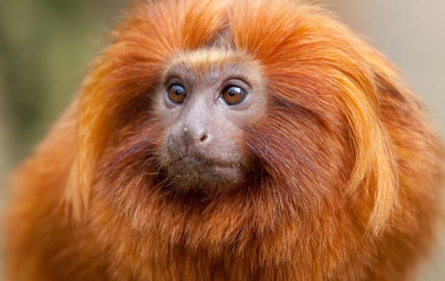 2016-й - рік червоної Мавпи: характеристика символу