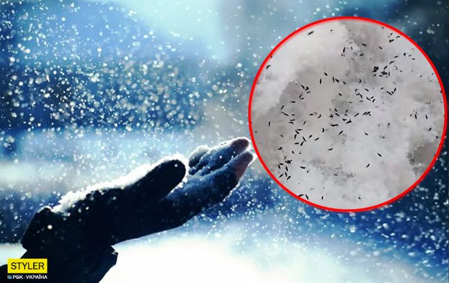 Моторошне видовище: в одному з регіонів випав сніг з комахами (відео)
