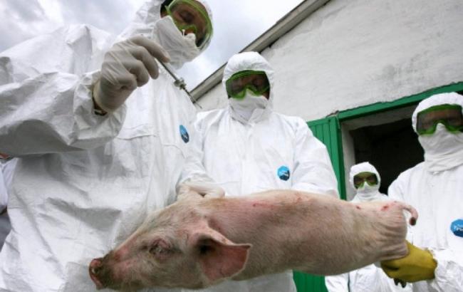 У Київській та Черкаській областях виявили африканську чуму свиней