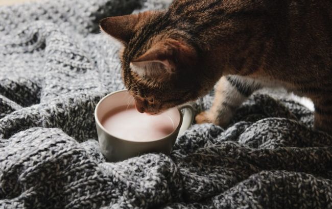 Можно ли давать домашним животным молоко: ветеринар рассказала о распространенной ошибке