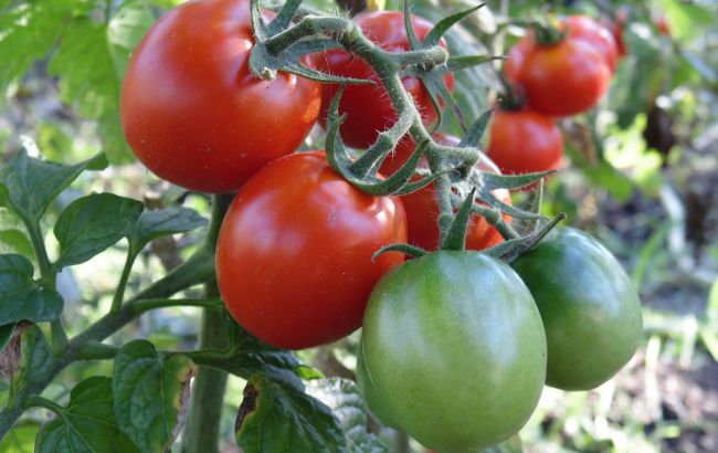 Підгодуйте помідори цими краплями і кущі завалять вас м'ясистими плодами