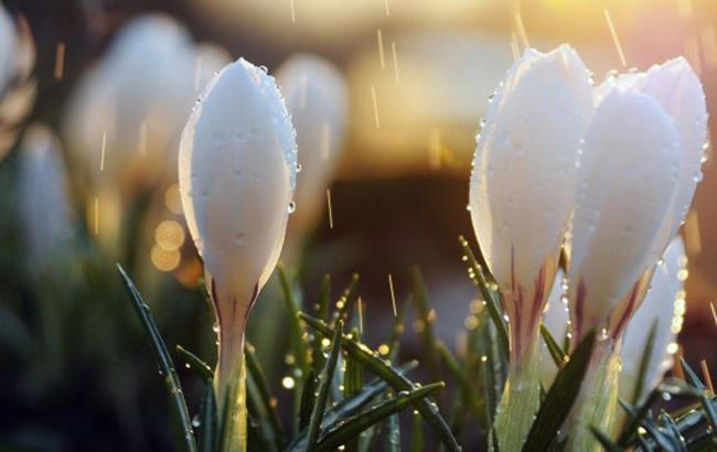 "Місцями дощі": стало відомо, яка погода буде в Україні на початку тижня