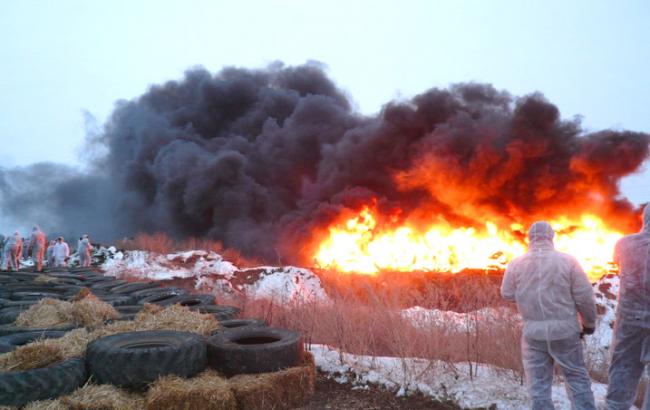 У Броварському районі через спалах АЧС спалили майже 37 тис. голів свиней