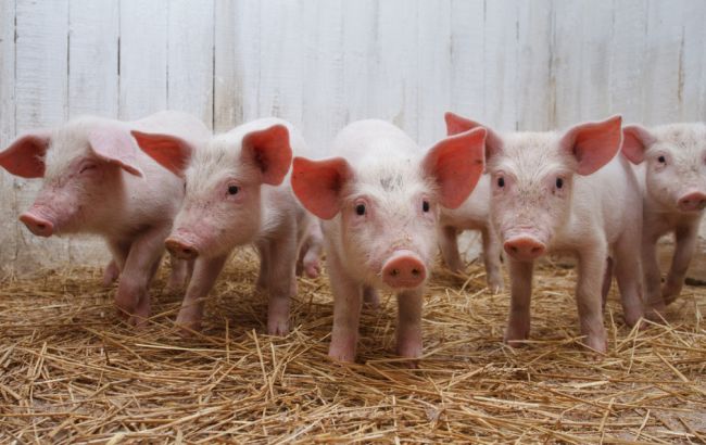 Вспышка АЧС зафиксирована в Хмельницкой области