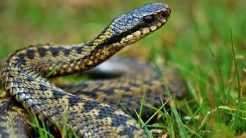 На Прикарпатті хлопчик потрапив до реанімації через укус змії