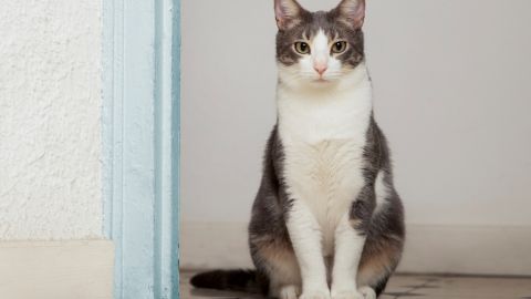 6 странных привычек, которые имеет каждый кот: это может напугать хозяев