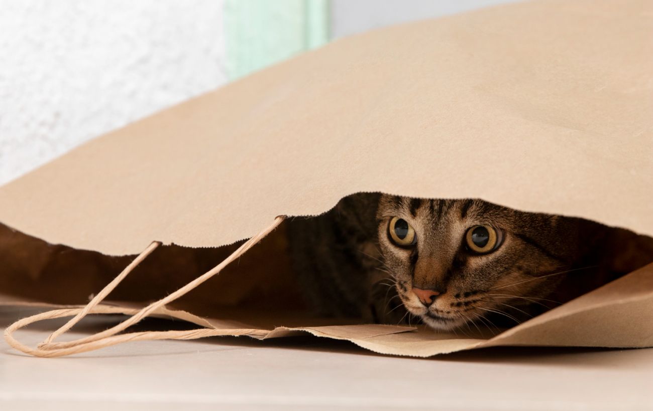 Почему коты любят пакеты - объяснение | РБК Украина