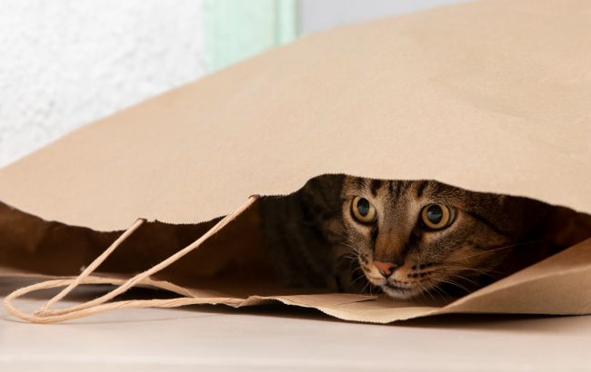 Ветеринари пояснили, чому коти так люблять гратися з пакетами. Причина вас здивує