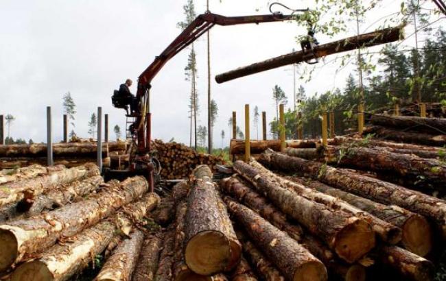 Як коаліція заганяє ліси в збитки: нардепи планують обмежити експорт пиломатеріалів