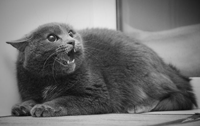 Американец вызвал полицию из-за того, что кошка не пускала его в дом