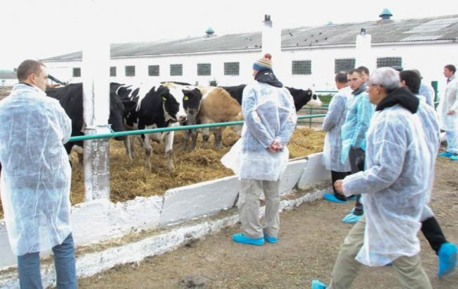 Украинских фермеров научат распознавать сигналы коров, - УКАБ