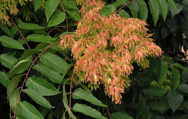 Какие деревья в 2025 году сажать в Украине запрещено законом