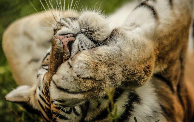 В Николаевском зоопарке снова родились тигрята