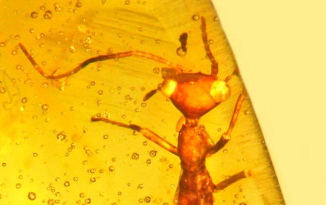 Археологи обнаружили в янтаре уникальное насекомое с треугольной головой