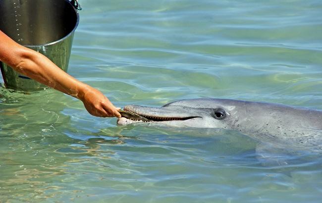 В Николаеве спасают жизнь дельфина, который сменил море на речку