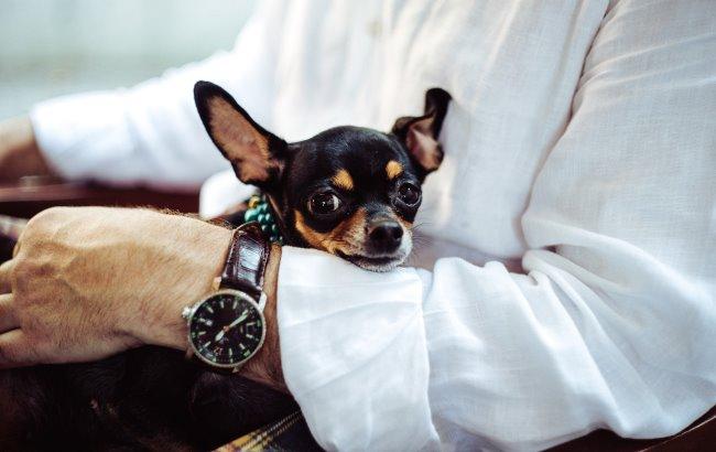 В Британии собаки будут помогать лечить больных