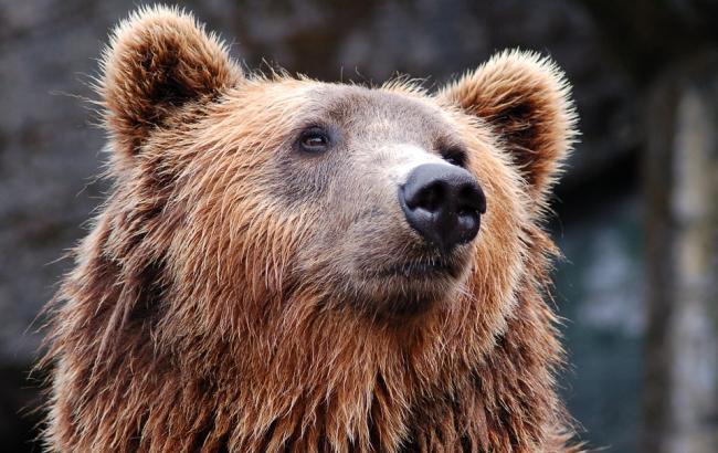"Слезы наворачиваются на глаза": под Житомиром работает уникальный приют для медведей (фото)