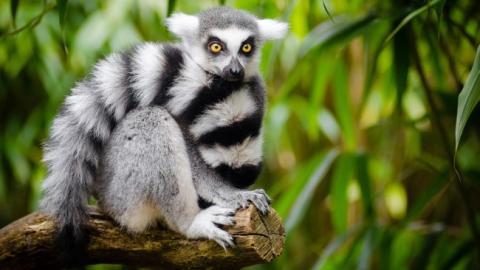 Мадагаскарские лемуры оказались под угрозой вымирания: исследователи забили тревогу (фото)