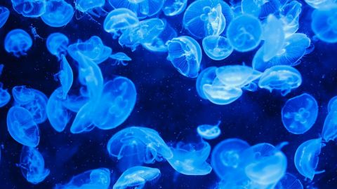 На курорте в Бердянске отдыхающие заплыли на "медузный остров": впечатляющее видео