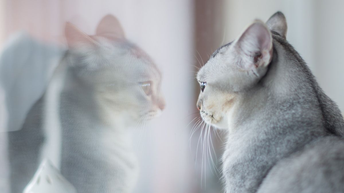 Что кошки видят в зеркале | РБК Украина