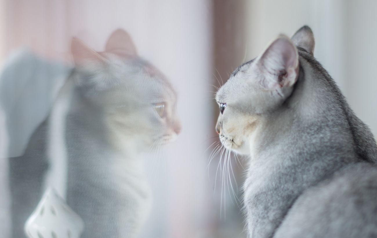 Что кошки видят в зеркале | РБК Украина