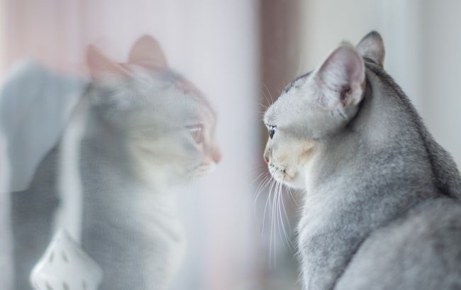 Вот что кошки видят, когда смотрят в зеркало. Ответ вас удивит