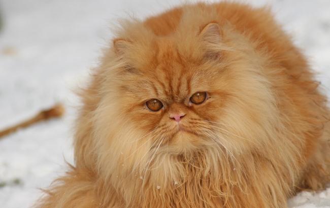 "Сквозь колючие заросли мороза": синоптик дала прогноз на 21 марта