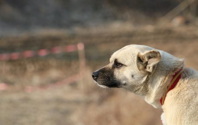 В полиции отреагировали на зверское избиение собаки под Киевом