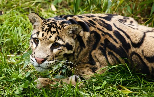 Мешканців Івано-Франківська тероризують леопардом (відео)