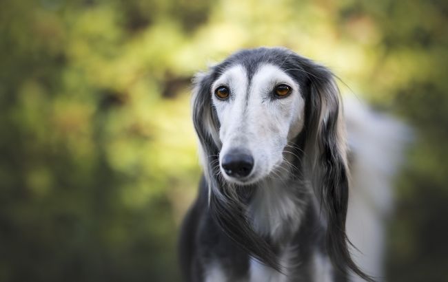 Не всі собаки можуть жити в квартирі: названі породи (фото)