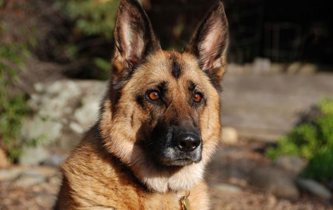 Про легендарную овчарку из АТО снимут фильм