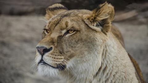 &ldquo;Це не нормально&ldquo;: у приватному будинку під Києвом лева тримають замість собаки