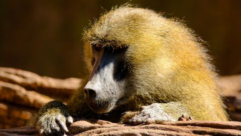 В Одесі із зоопарку втекли мавпи і влаштували переполох у місті (відео)