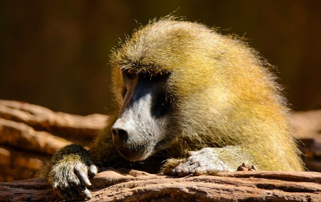 В Одессе из зоопарка сбежали обезьяны и устроили переполох в городе (видео)