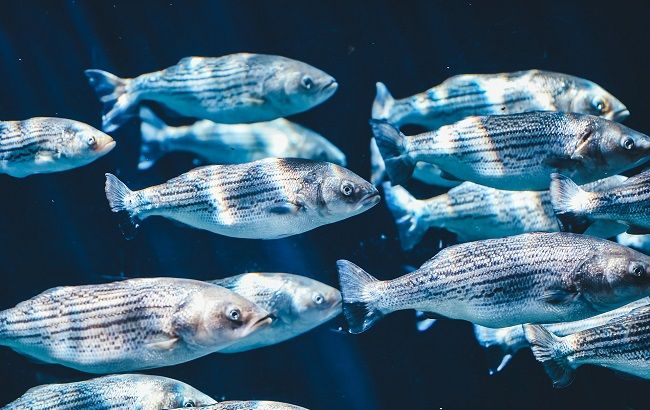 Під Житомиром у двох річках спливла мертва риба: що сталося