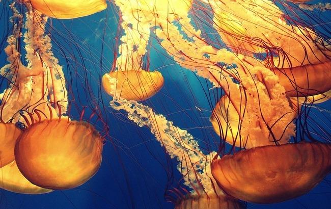Відома юна спортсменка померла від укусу отруйної медузи