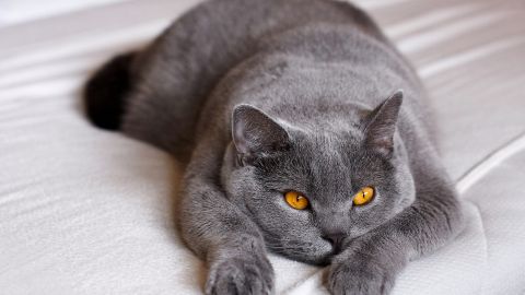 5 наиболее агрессивных пород кошек с невыносимым характером