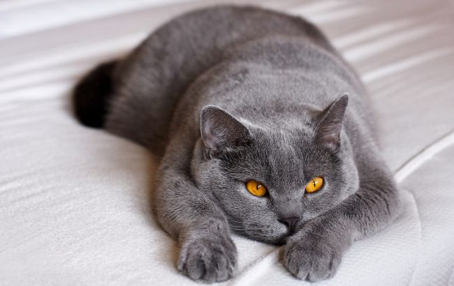 5 найбільш агресивних порід кішок з нестерпним характером