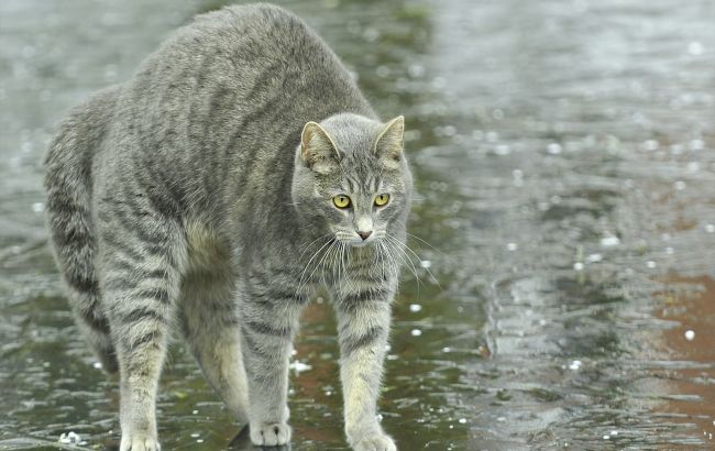 Погода на сьогодні: в Україні прогнозують дощі, місцями з грозами, температура до +24