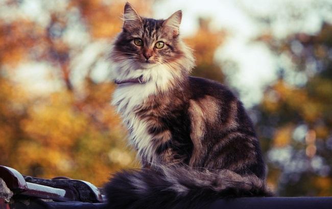 В Харькове зарегистрировали петицию о признании котов частью экосистемы