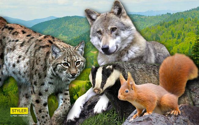 Українці обрали "пухнастий" символ Карпат