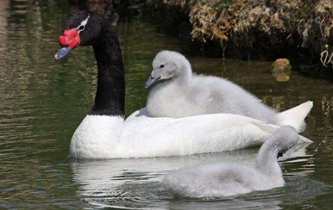 Плавають в тазику: опубліковано фото унікальних лебедів з Межигір'я в "зимовому басейні"