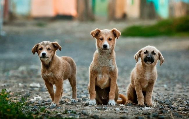 В Киеве чудом  спасли собаку, которой всадили 9 пуль и переломали передние лапы