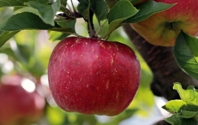Врачи выяснили последствия частого поедания яблок с кожурой