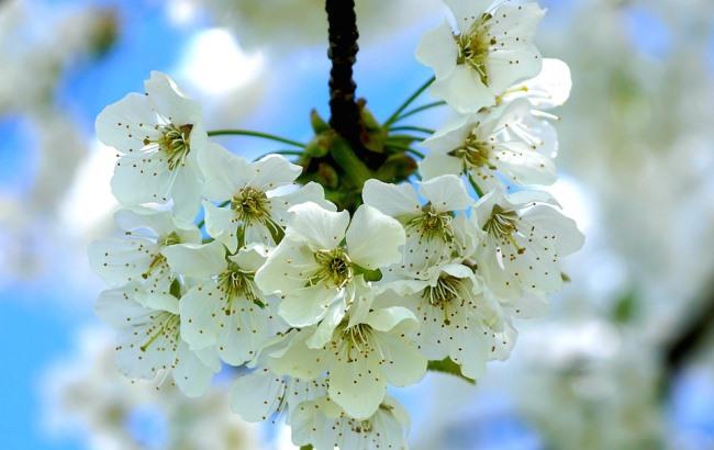 У Сумській області зацвіла унікальна 200-річна яблуня