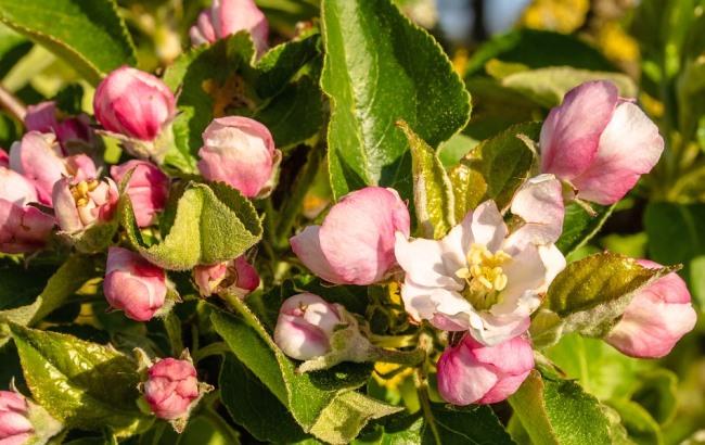 Будет жарко: синоптики уточнили прогноз на 20 июля