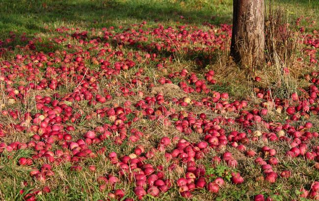 Ось що станеться, якщо опалі яблука залишити під деревом