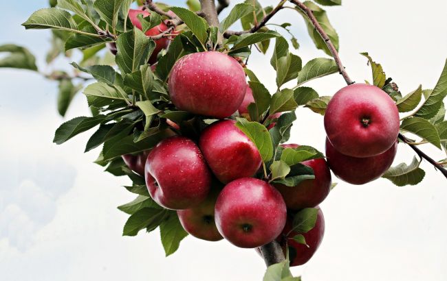 В Україні ціни на яблука пробили трирічне "дно": скільки коштують