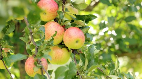 Росія заборонила імпорт томатів та яблук з Азербайджану