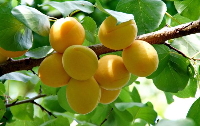 Будут даже правнуки благодарить: 6 фруктовых деревьев, которые плодносят более 100 лет